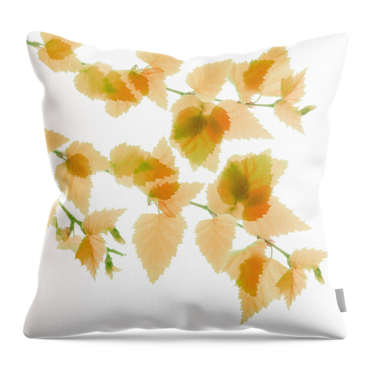 Betula Throw Pillow featuring the photograph Tangerine Birch Babies by Marsha Tudor