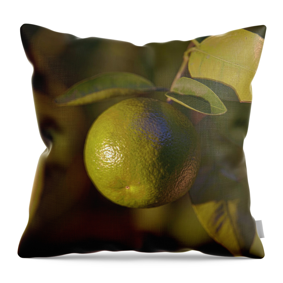 Tangerine Throw Pillow featuring the photograph Tangerine by Matthew Bamberg