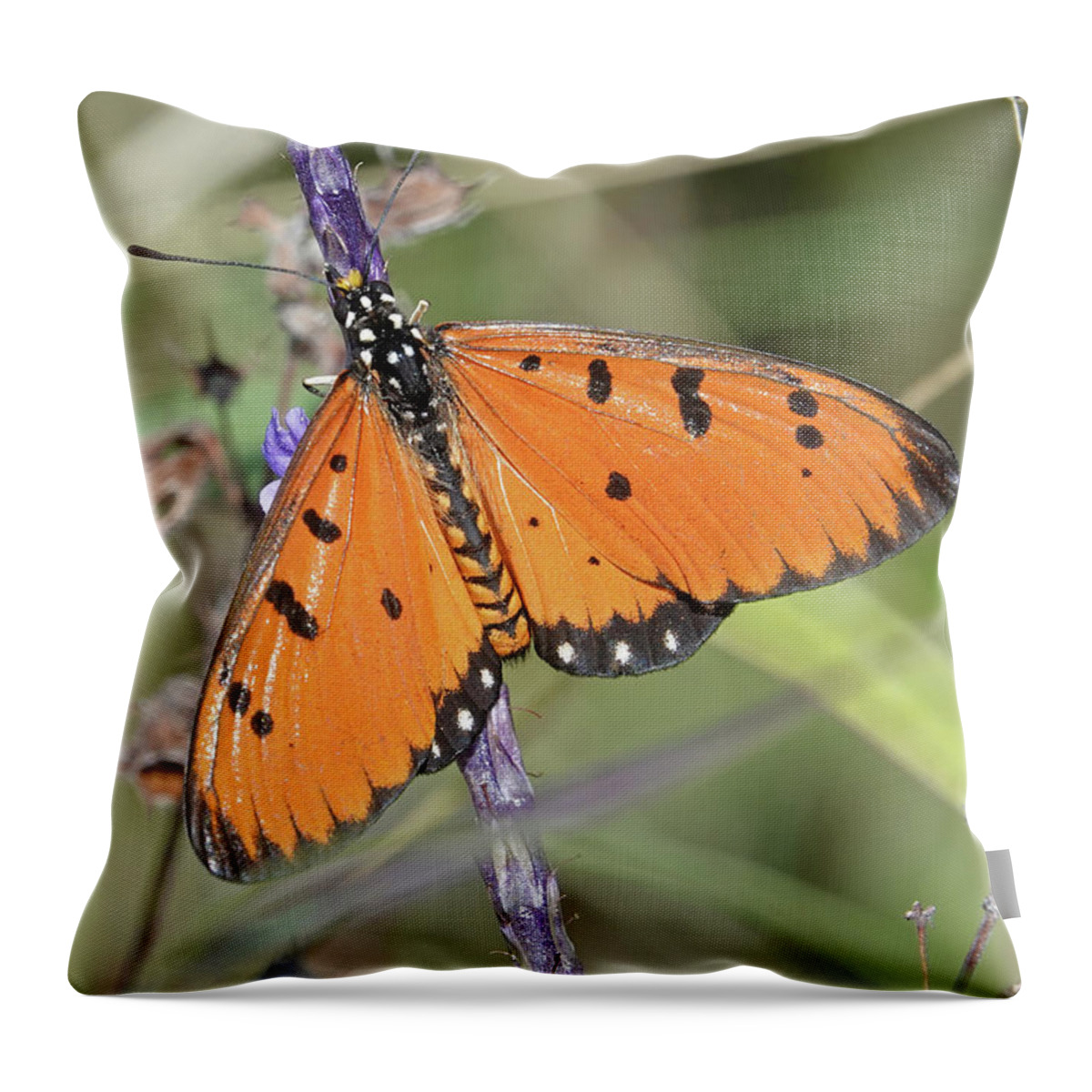 Animals Throw Pillow featuring the photograph Tawny Coster by Maryse Jansen
