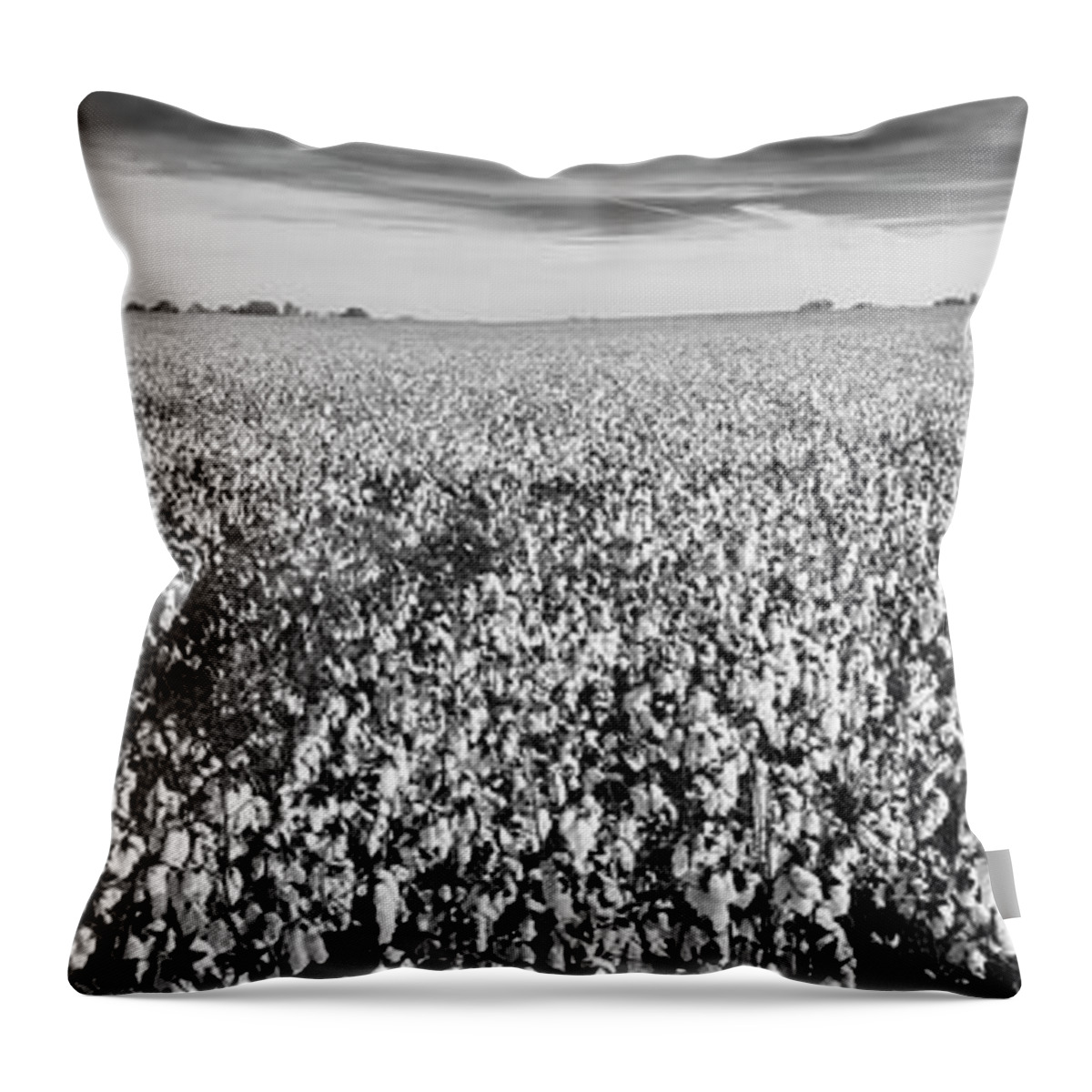 Tennessee Throw Pillow featuring the photograph Tennessee Cotton Fields Panorama in Black and White by Ranjay Mitra