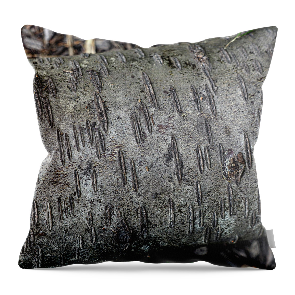 Nature Throw Pillow featuring the photograph Textures and Patterns in Trees by Rebecca Dru