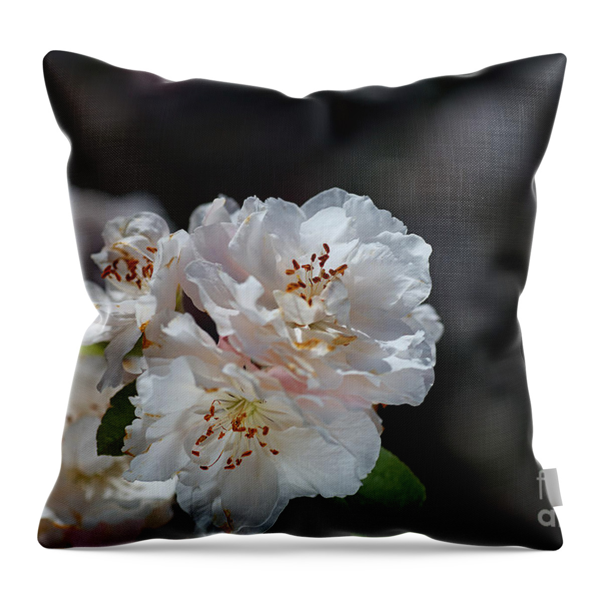 Blossom Throw Pillow featuring the photograph The Ageing Spring Flowers White by Joy Watson