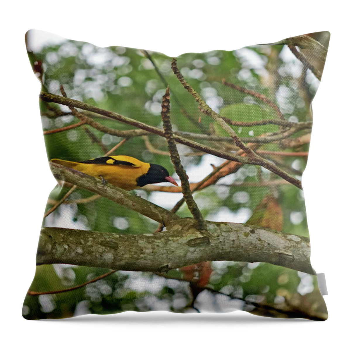 The Black-hooded Oriole Throw Pillow featuring the photograph The black-hooded oriole - Oriolus xanthornus by Amazing Action Photo Video