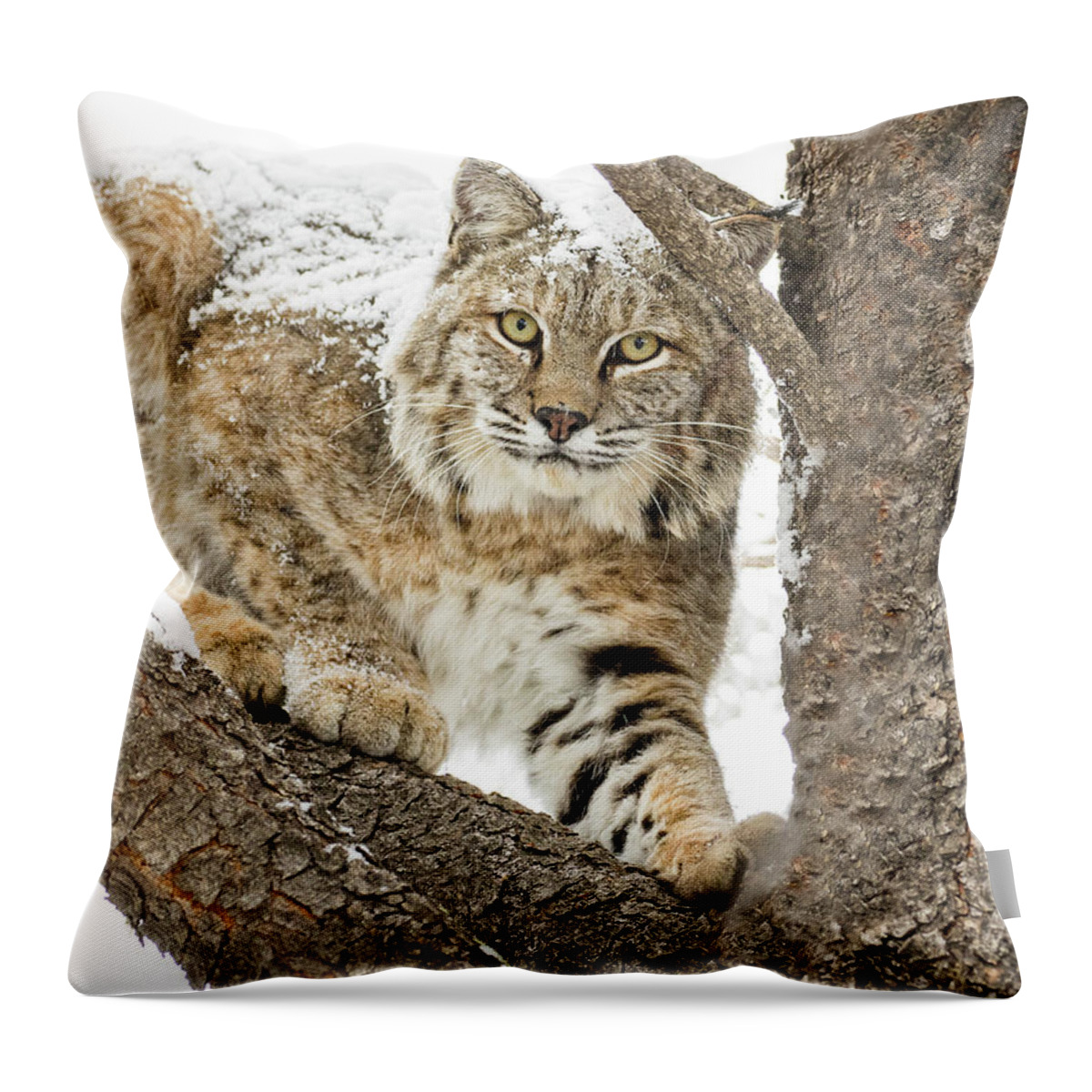 Bobcat Throw Pillow featuring the photograph The Bobcat by Vicki Stansbury