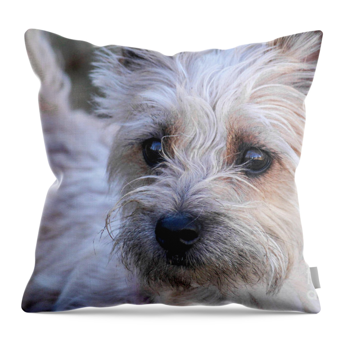 Cairn Throw Pillow featuring the photograph My Lucy by Lynn Sprowl