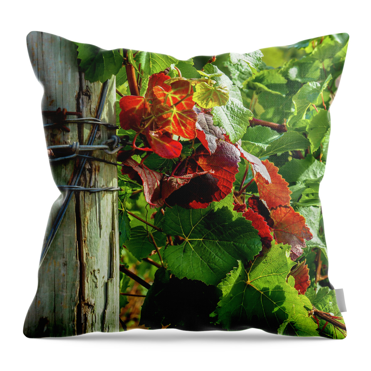 Farm Throw Pillow featuring the photograph The colors of autumn by Leslie Struxness