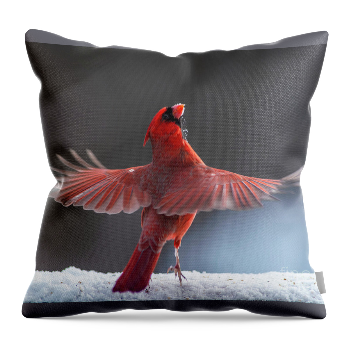 Cardinal Throw Pillow featuring the photograph The Dance by Jane Axman