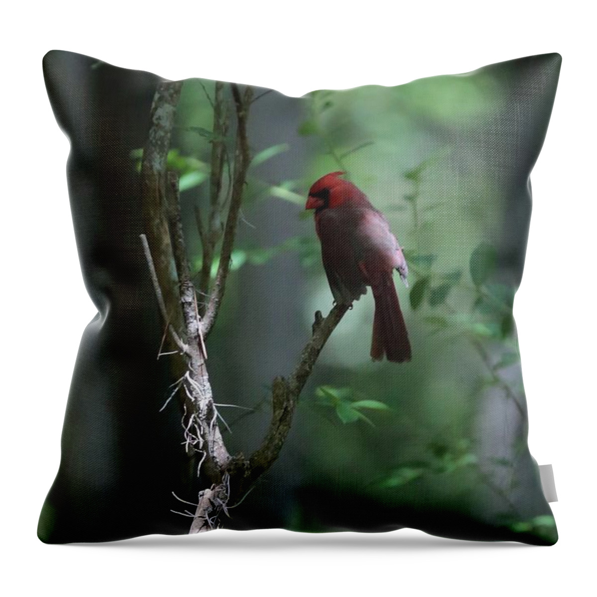 Cardinal Throw Pillow featuring the photograph The Elusive Cardinal by Carol Groenen