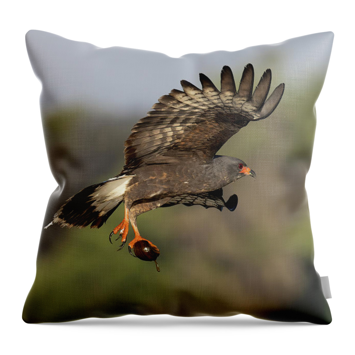 Snail Kite Throw Pillow featuring the photograph The Escape by RD Allen