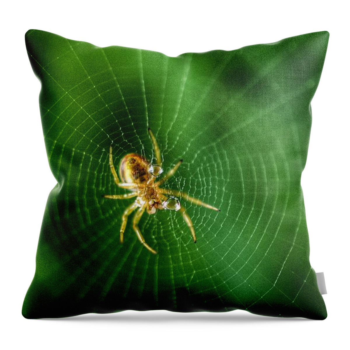 Photo Throw Pillow featuring the photograph The Itsy Bitsy Spider by Evan Foster