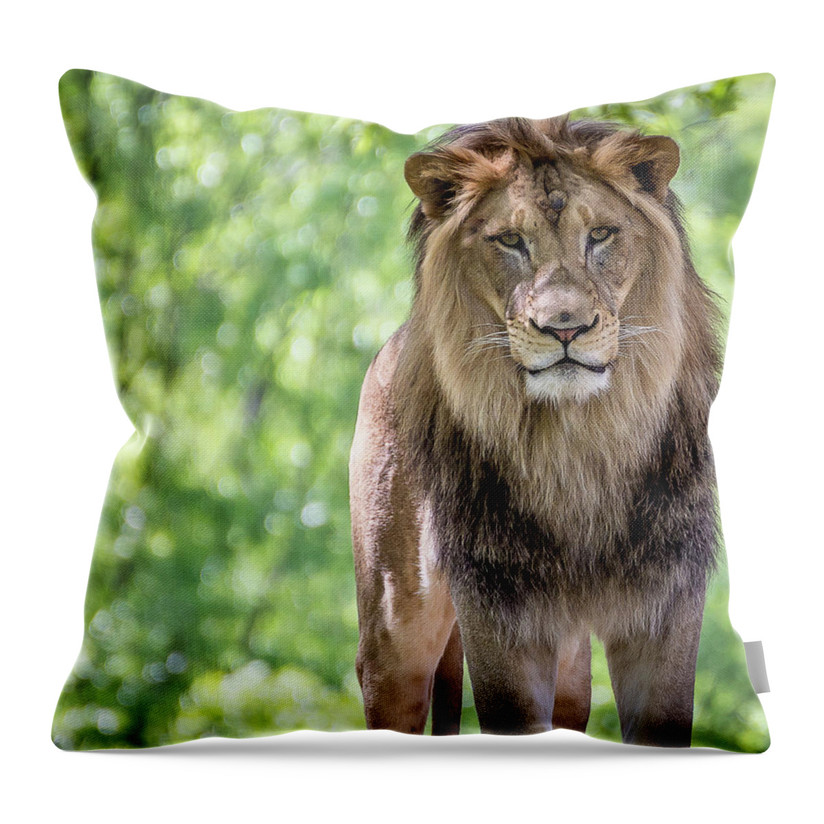 Lion Throw Pillow featuring the photograph The king by Robert Miller