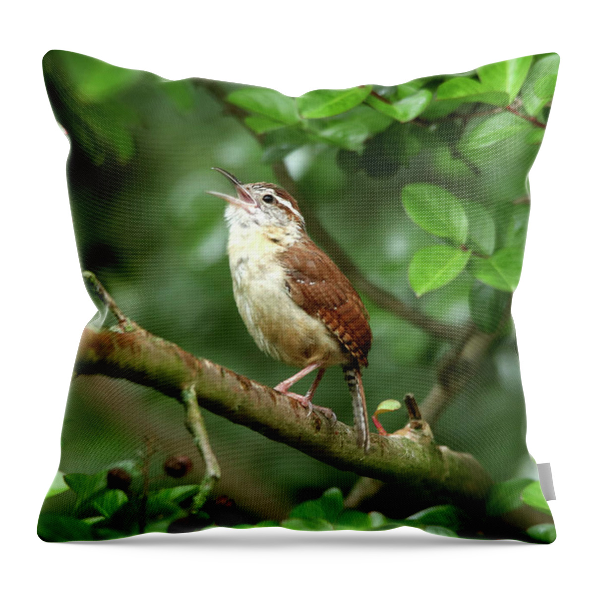 Birds Throw Pillow featuring the photograph The Little Singing Wren by Trina Ansel