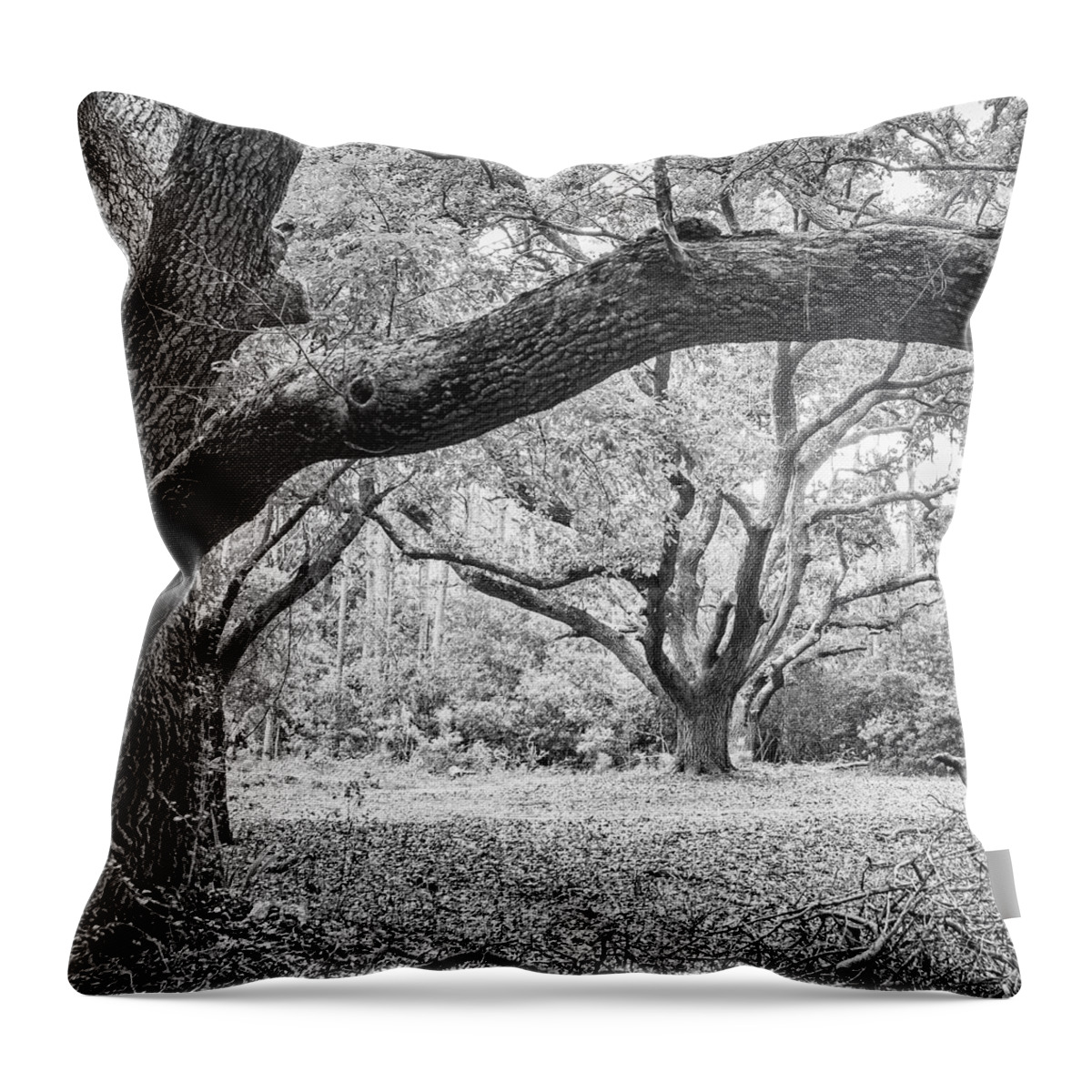 Live Oak Throw Pillow featuring the photograph The Live Oaks of Hammocks Beach State Park by Bob Decker
