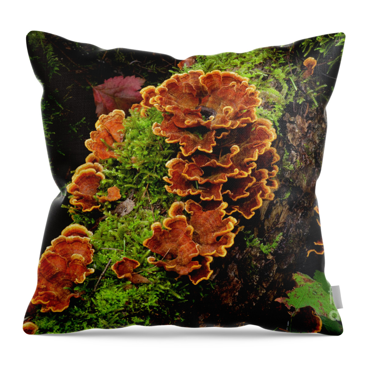 Macro Throw Pillow featuring the photograph Checking In On Mother Nature 1 by Bob Christopher
