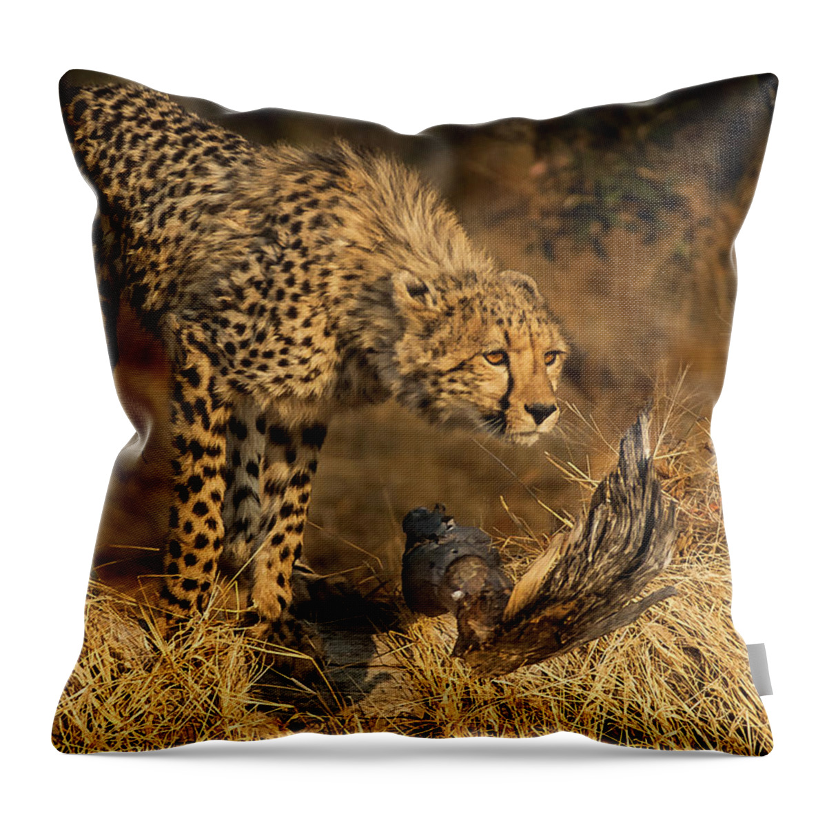 Cheetah Throw Pillow featuring the photograph The Lookout by Linda Villers