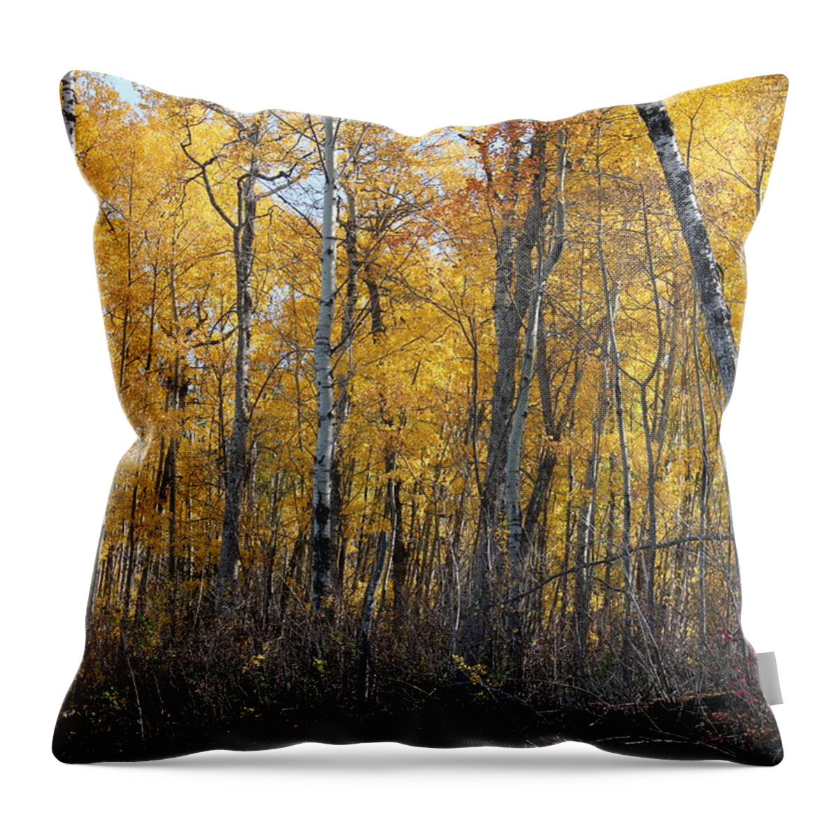 Forest Throw Pillow featuring the photograph The Poplar Grove by Ruth Kamenev