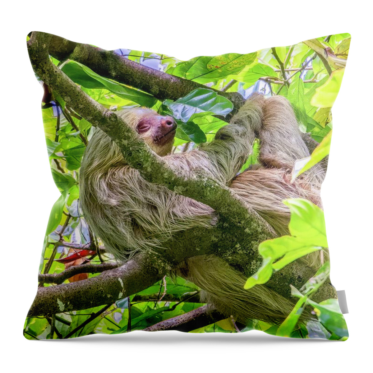  Throw Pillow featuring the photograph The Sloth, Symbol of Costa Rica by Marcy Wielfaert