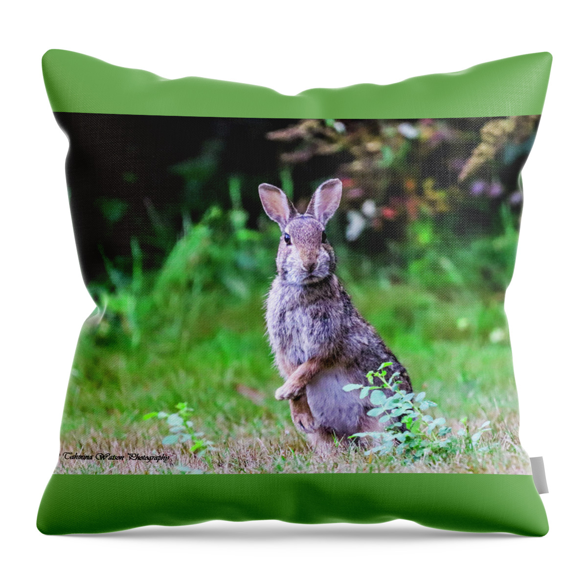 Rabbit Throw Pillow featuring the photograph The Startled Bunny by Tahmina Watson