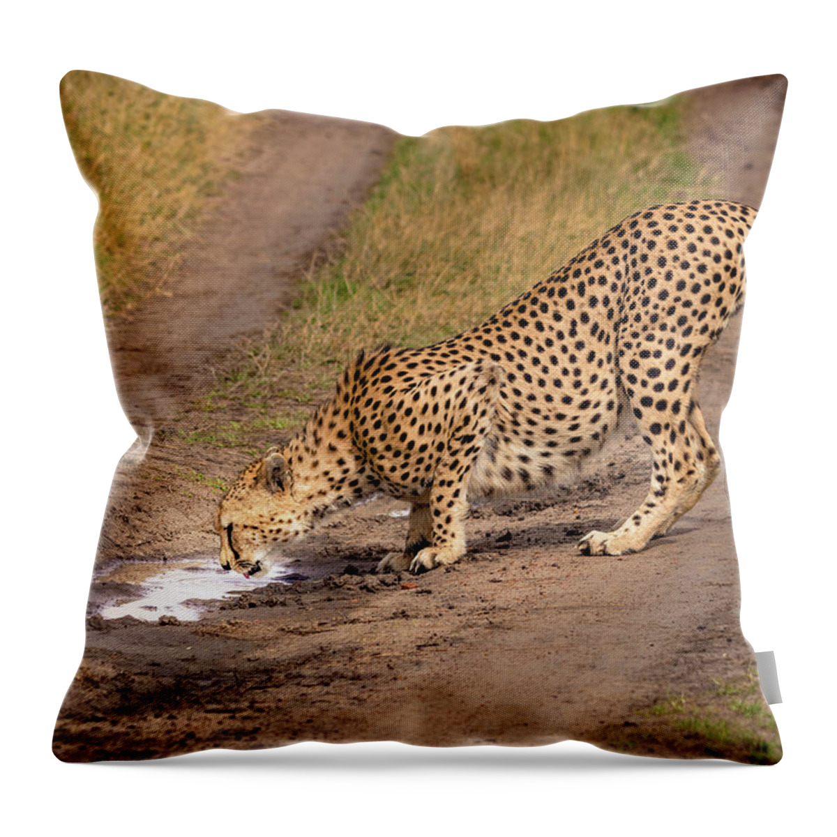 Cat Throw Pillow featuring the photograph Thirsty Cheetah by Adrian O Brien