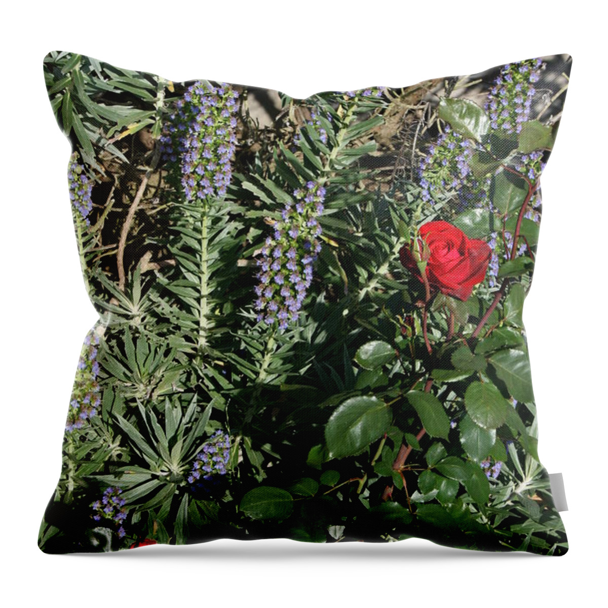 Ecchium Throw Pillow featuring the photograph Thorns by Cynthia Marcopulos