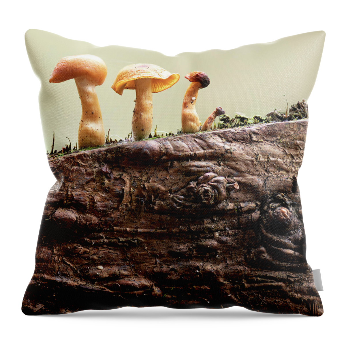 Mushrooms Throw Pillow featuring the photograph Three Generations by Bob VonDrachek
