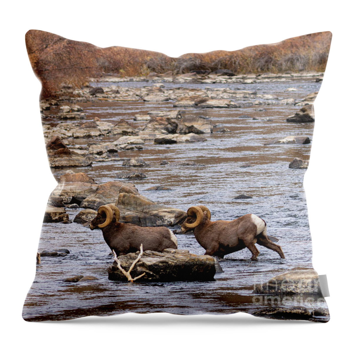 Bighorn Sheep Throw Pillow featuring the photograph Three in the River by Steven Krull