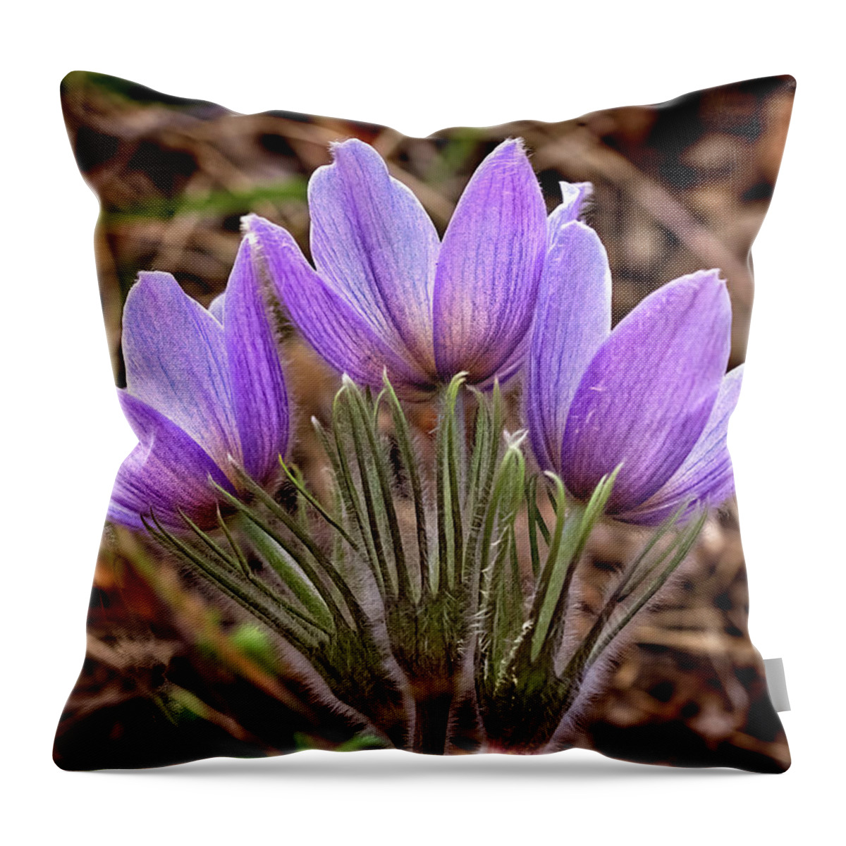 Pasque Flowers Throw Pillow featuring the photograph Three Pasques by Bob Falcone
