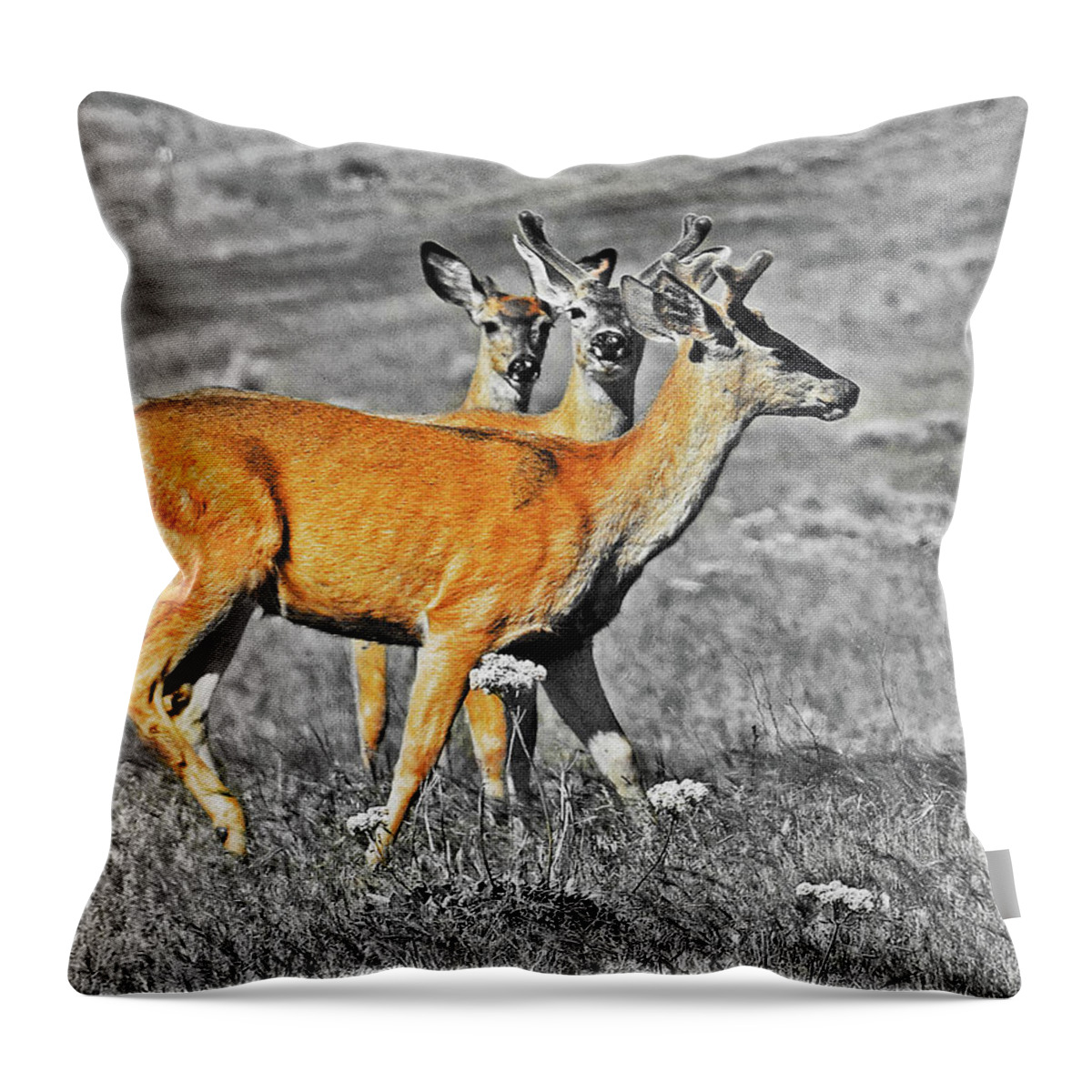 Bever Deer Ice Hous Throw Pillow featuring the digital art Three Young Bucks by Fred Loring
