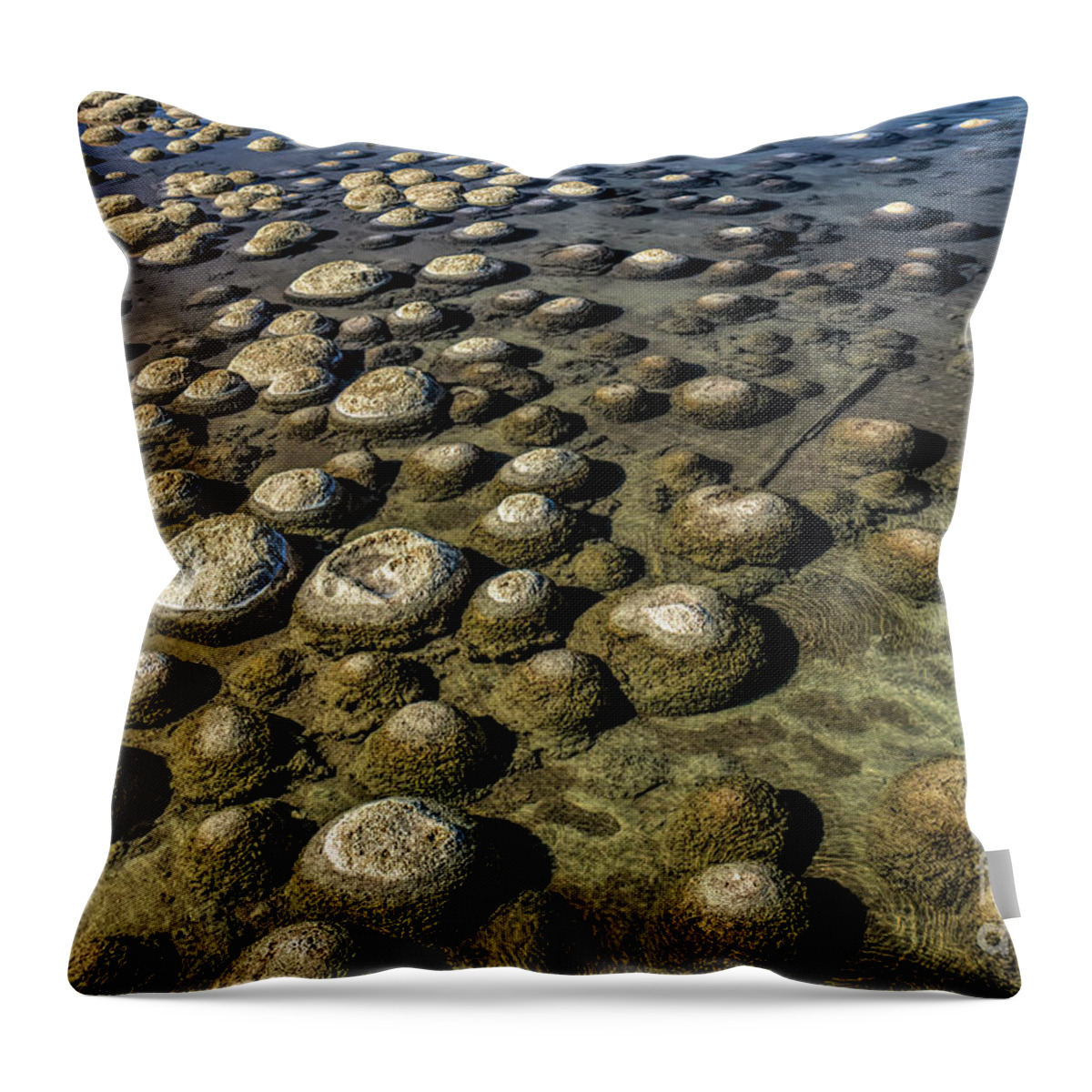 Nature Throw Pillow featuring the photograph Thrombolites, Lake Clifton, Western Australia by Elaine Teague