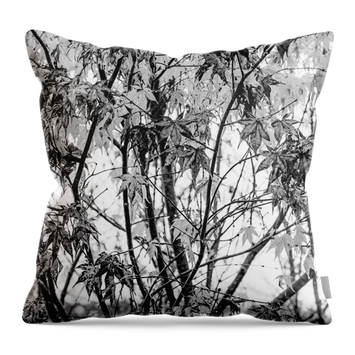 Carolina Throw Pillow featuring the photograph Through the Autumn Leaves Black and White by Debra and Dave Vanderlaan