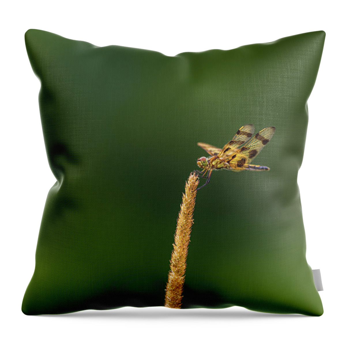 Insect Throw Pillow featuring the photograph Tiger Dragonfly by Amelia Pearn