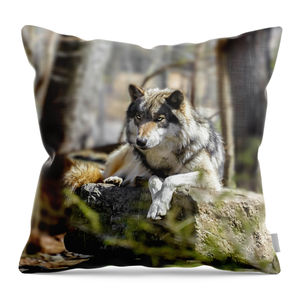 Canine Throw Pillow featuring the photograph Timber Wolf Portrait by Anthony Sacco