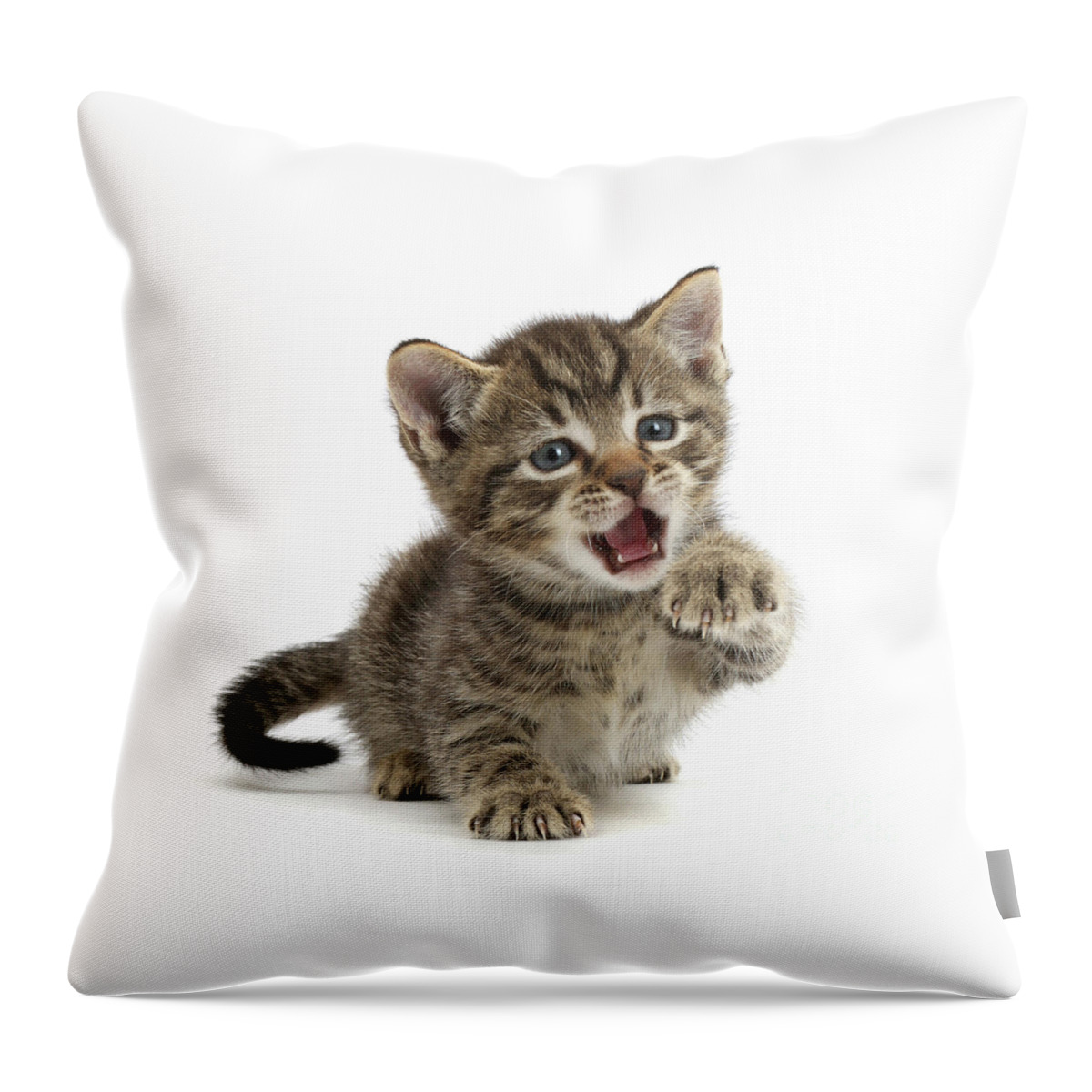 Small Throw Pillow featuring the photograph Tiny Tiger is Fierce by Warren Photographic