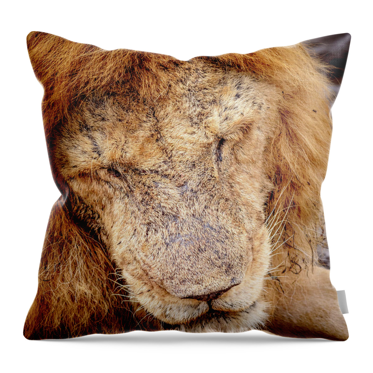 Africa Throw Pillow featuring the photograph Tired Lion by Adrian O Brien