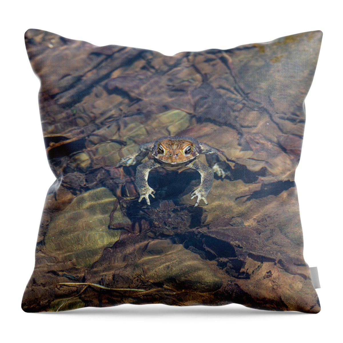 Frog Throw Pillow featuring the photograph Toad In Water by Amelia Pearn