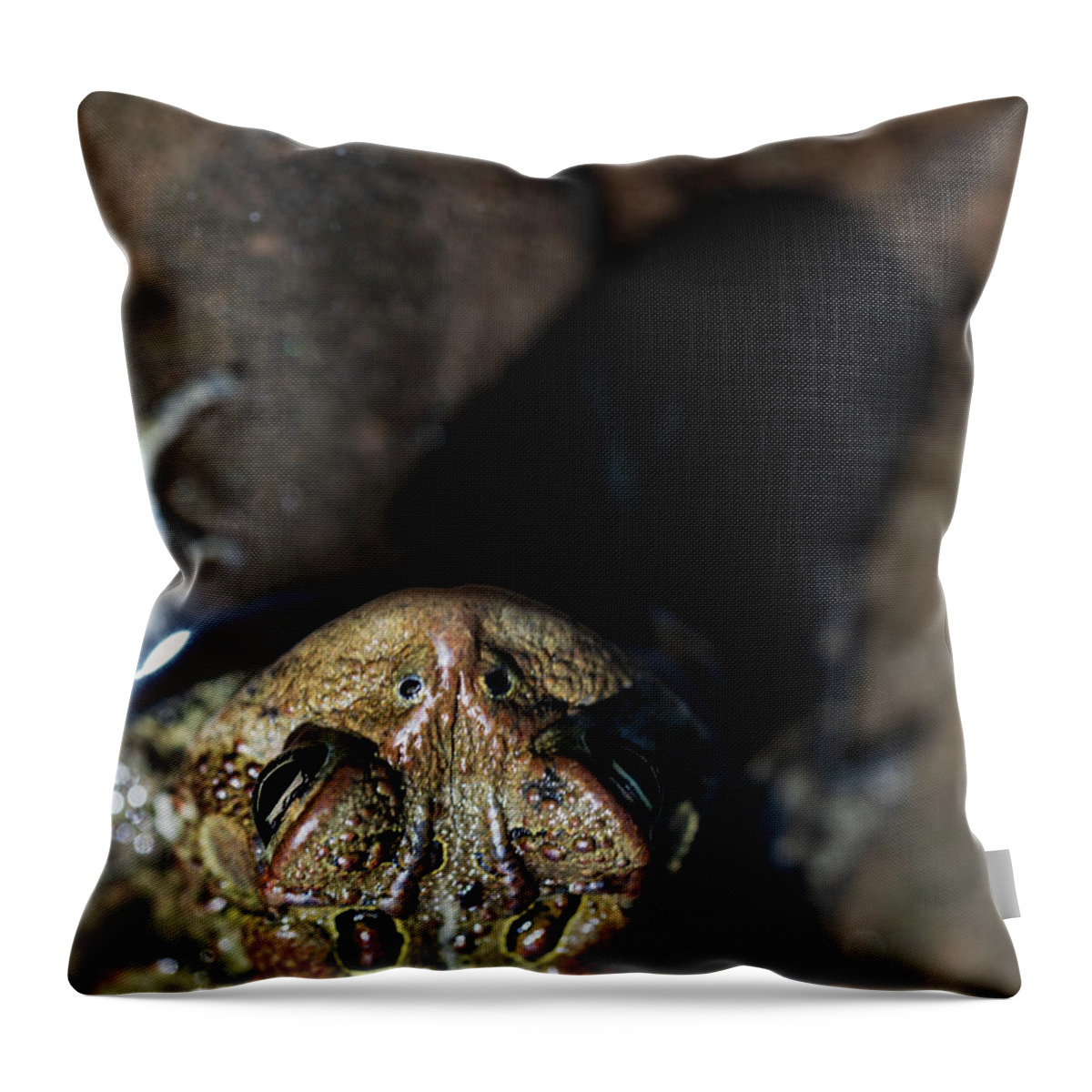 Toad Throw Pillow featuring the photograph Toad On The Beach by Amelia Pearn