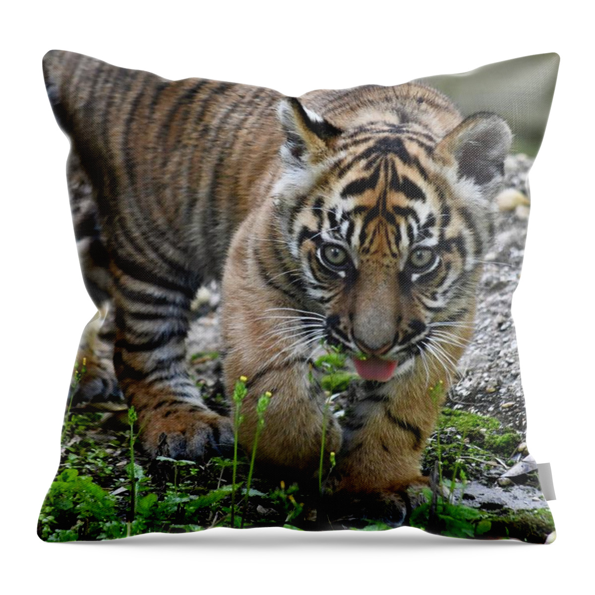 Tiger Throw Pillow featuring the photograph Tongue Out Tiger Cub by Richard Bryce and Family
