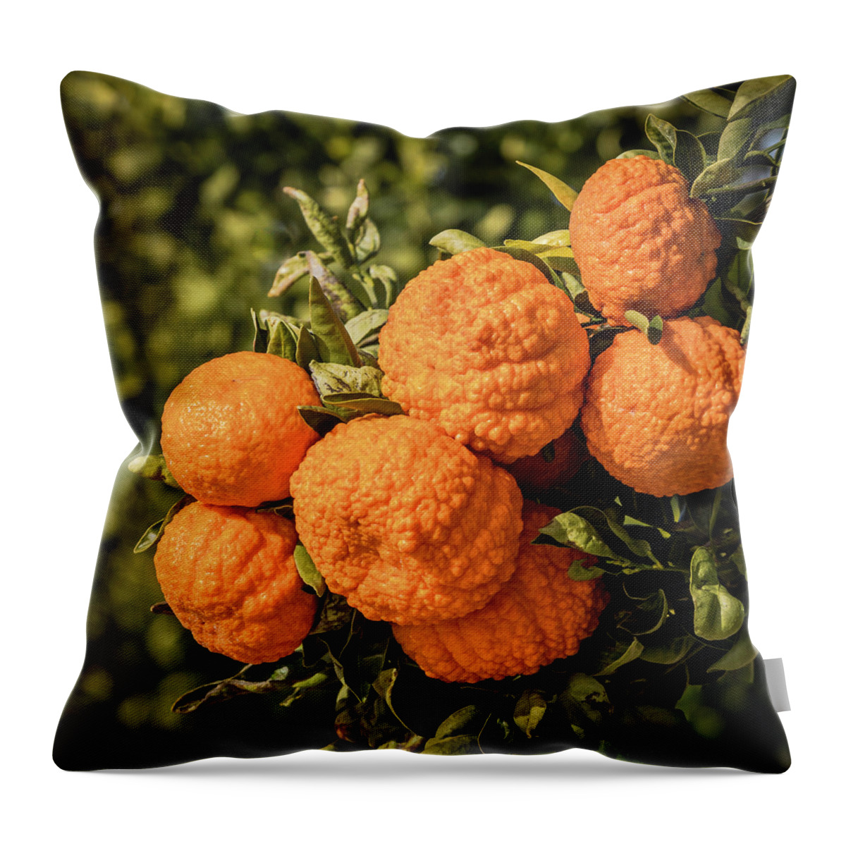 Mandarin Throw Pillow featuring the photograph Tree Branch With Gold Nugget Mandarins by Elvira Peretsman
