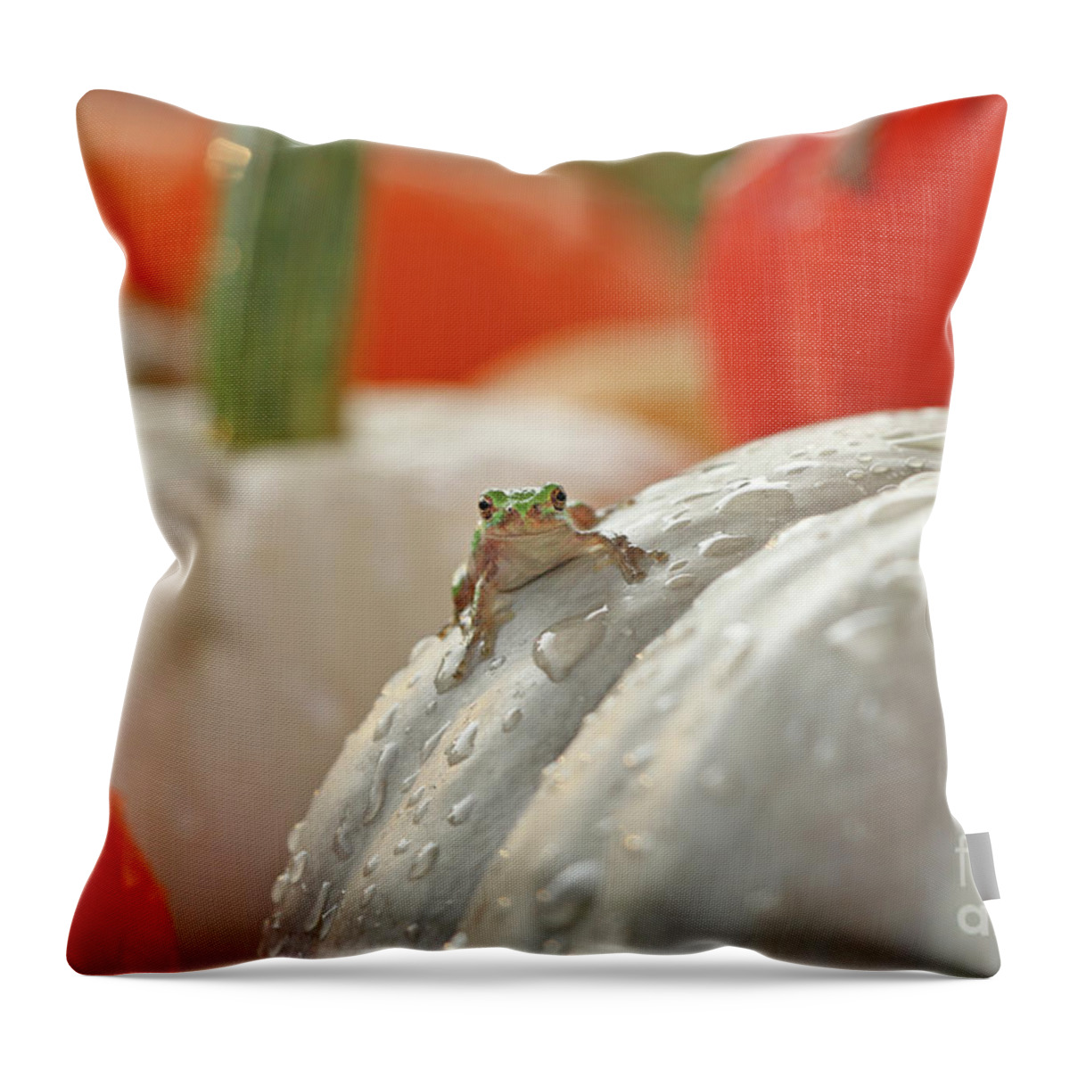 Tree Frog Throw Pillow featuring the photograph Tree Frog 4616 by Jack Schultz