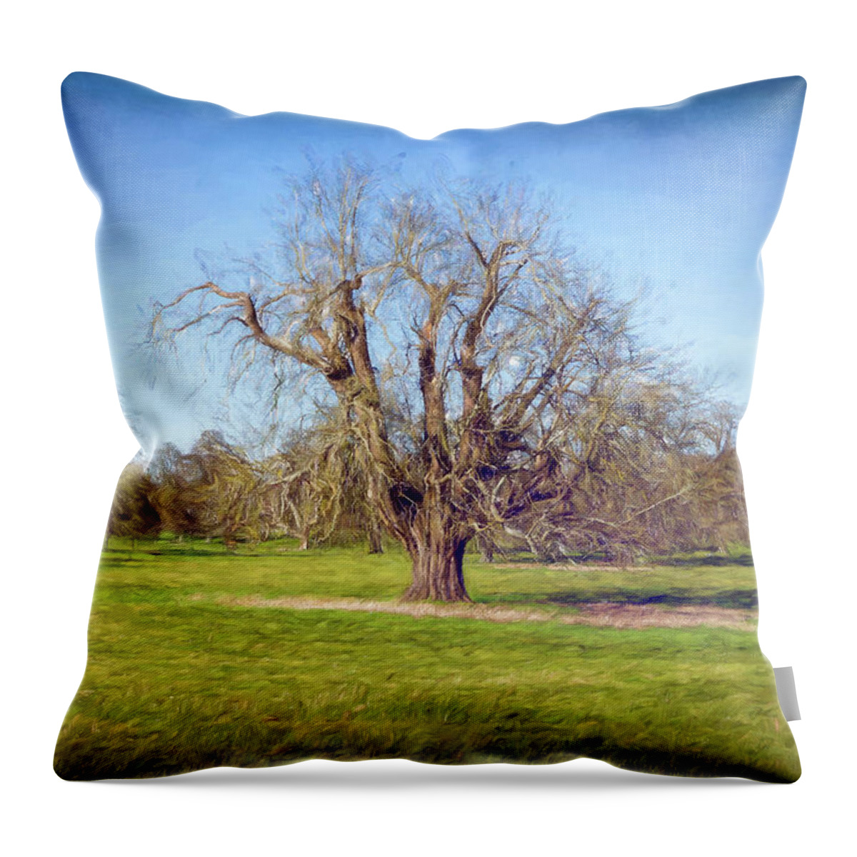 Oak Tree Throw Pillow featuring the photograph Painted Winter Oak by Tanya C Smith
