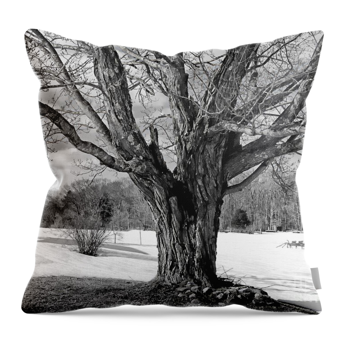 Nature Throw Pillow featuring the photograph Tree of Many Branches by Marcia Lee Jones