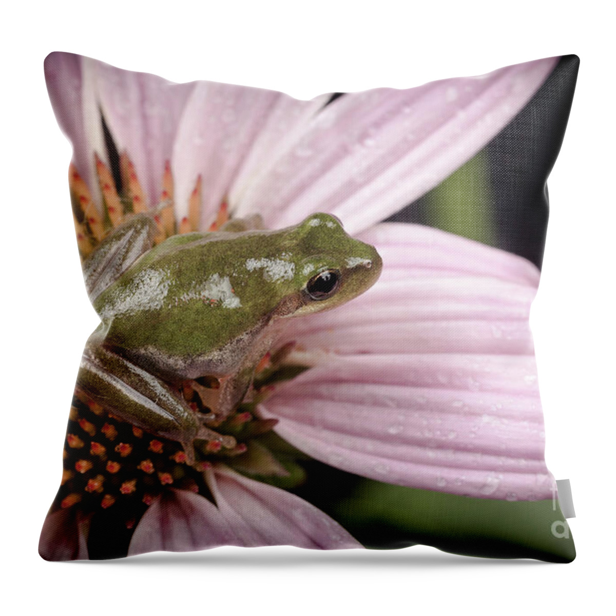 Echinacea Flower Throw Pillow featuring the photograph Treefrog by Maresa Pryor-Luzier