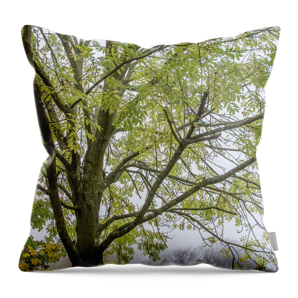 Trent Park Throw Pillow featuring the photograph Trent Park Trees Fall 3 by Edmund Peston