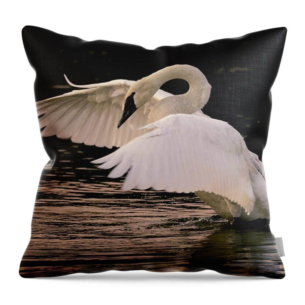 Swan Throw Pillow featuring the photograph Trumpeter Swan by Vicki Stansbury