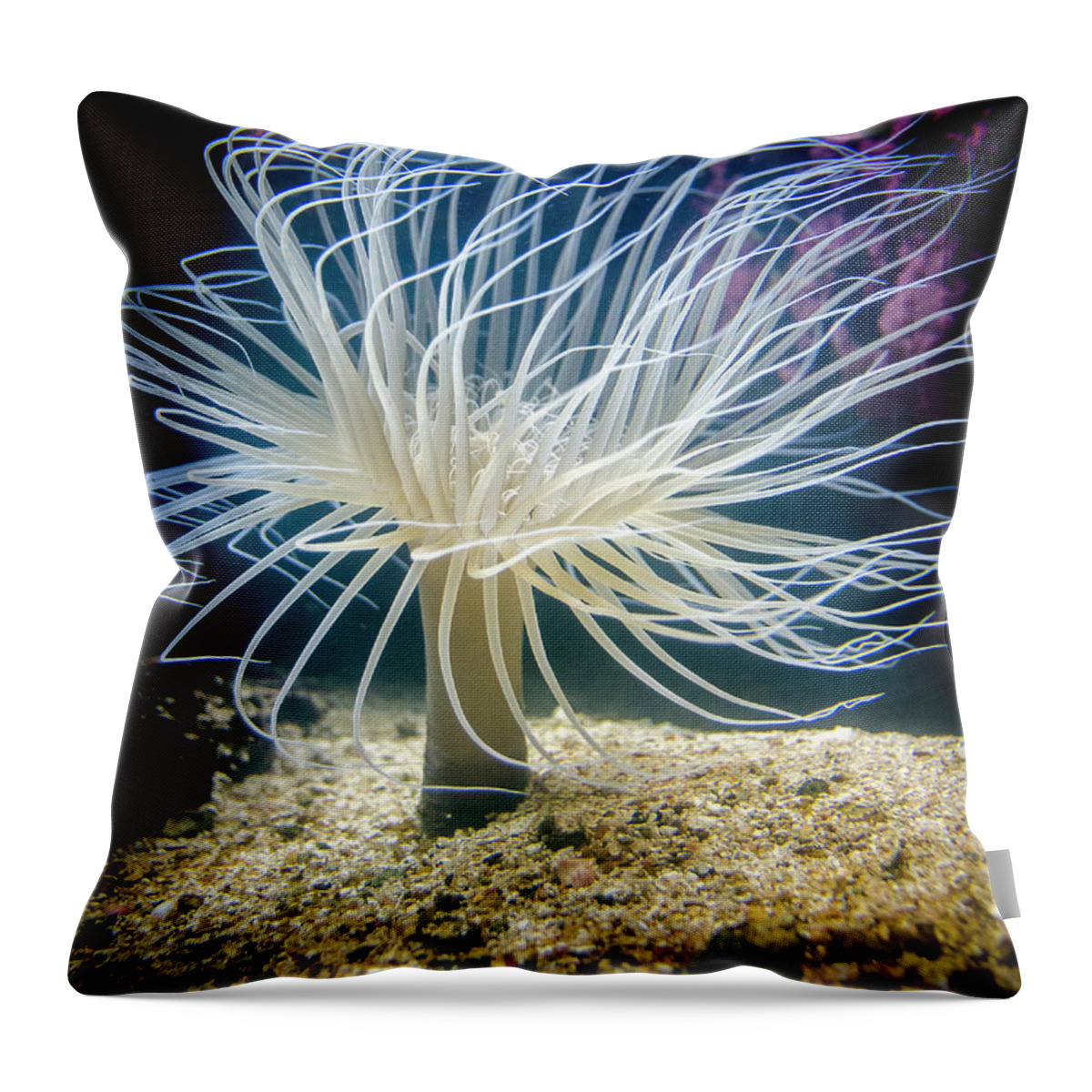 Tube Anemone Throw Pillow featuring the photograph Tube Anemone by WAZgriffin Digital