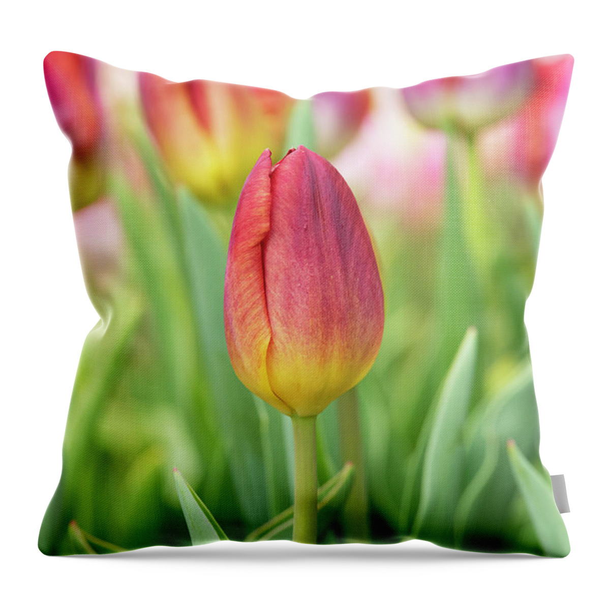 Tulip Throw Pillow featuring the photograph Tulip Amber Glow Flower by Tim Gainey