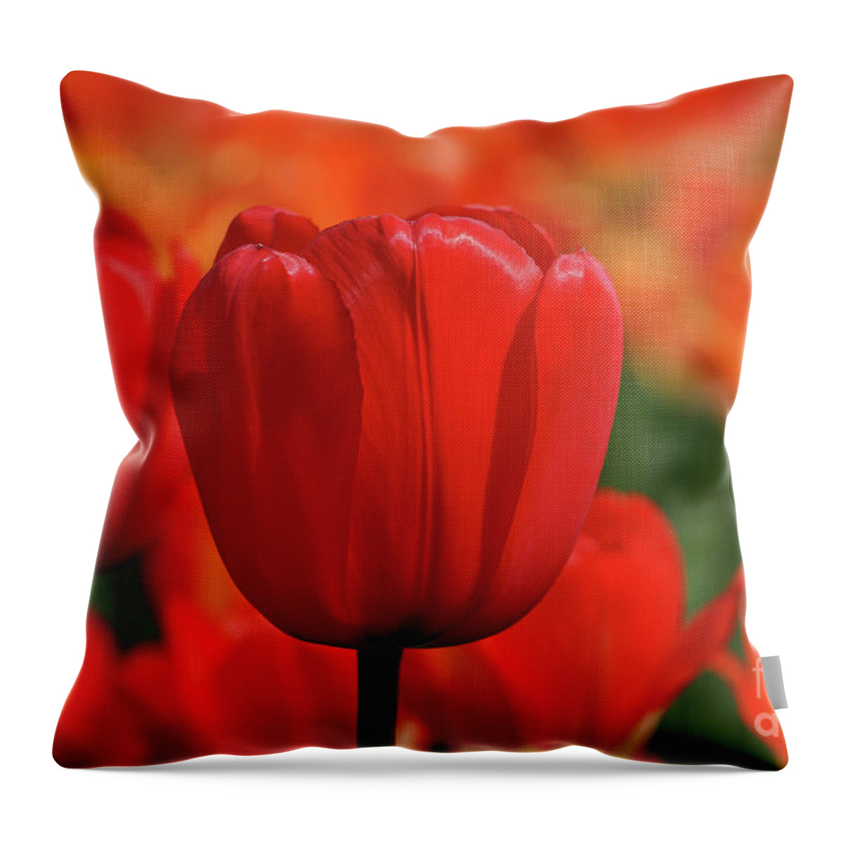 Tulip Intensity Throw Pillow featuring the photograph Tulip Intensity by Rachel Cohen