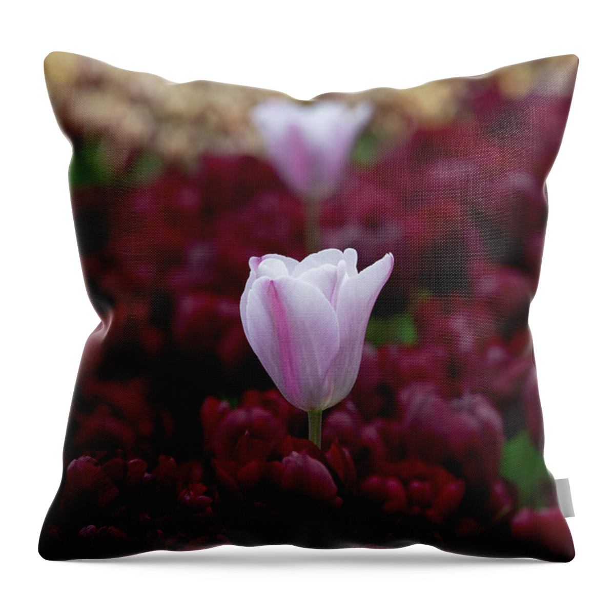 Tulip Throw Pillow featuring the photograph Tulip Mistress Mystic Flower by Tim Gainey