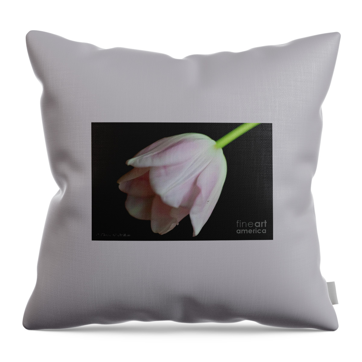 Flowers Throw Pillow featuring the photograph Tulip On Velvet by Theresa D Williams