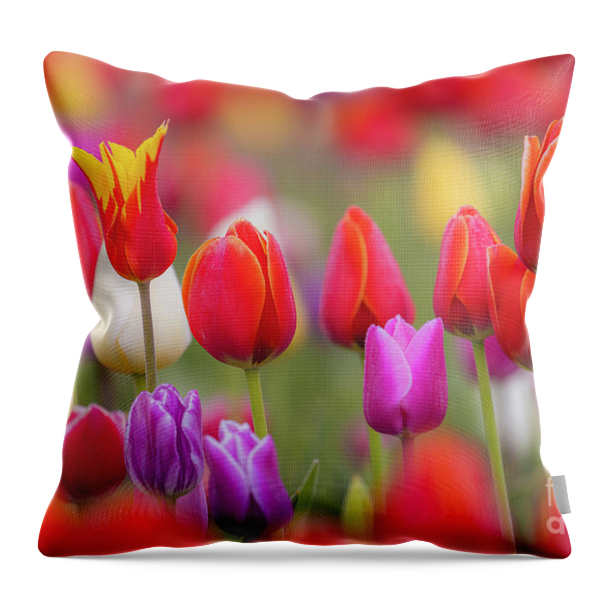 America Throw Pillow featuring the photograph Tulip Study 1 by Inge Johnsson